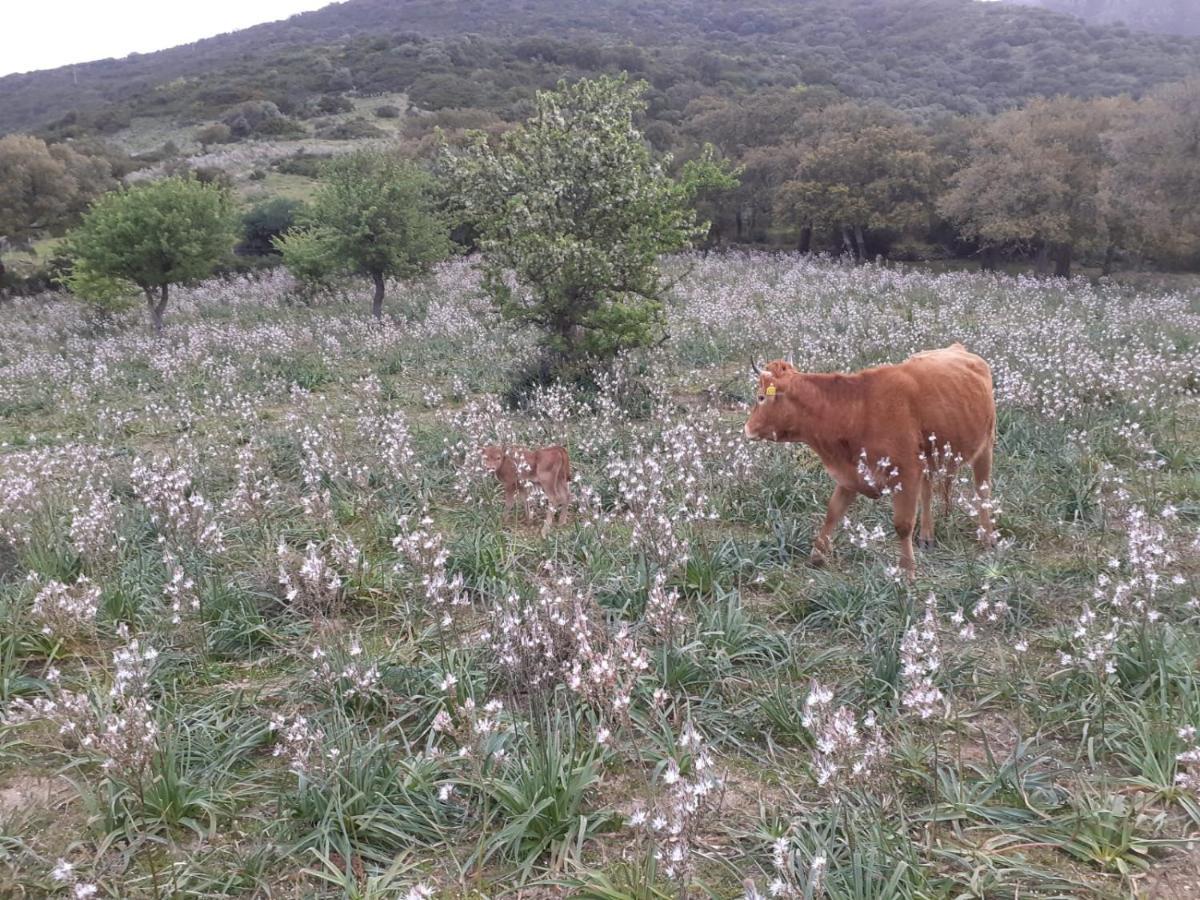 فيلا Majori فلومينيماجيوري المظهر الخارجي الصورة