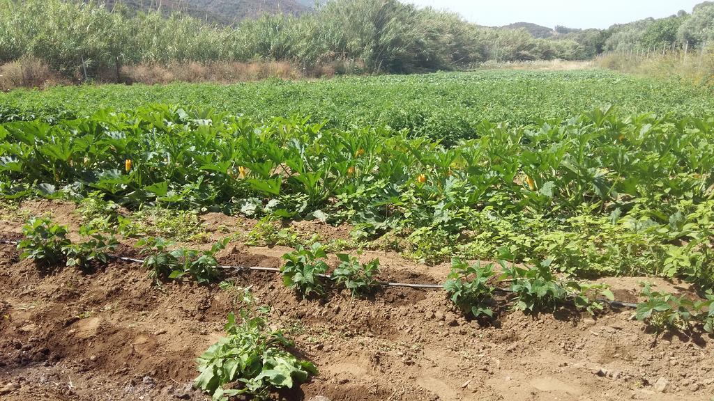 فيلا Majori فلومينيماجيوري المظهر الخارجي الصورة